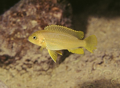 Maylandia koningsi 'Maingano Island'